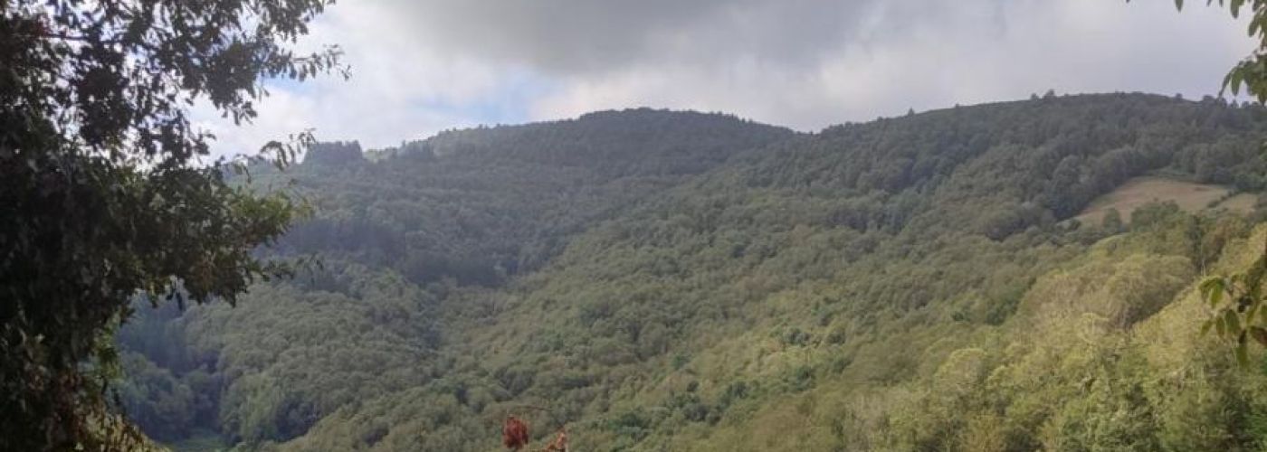 Bosque dos Grobos Bosque dos Grobos