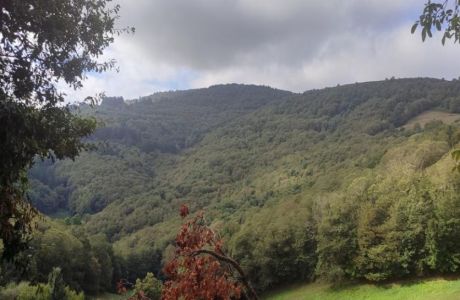 Bosque dos Grobos Bosque dos Grobos