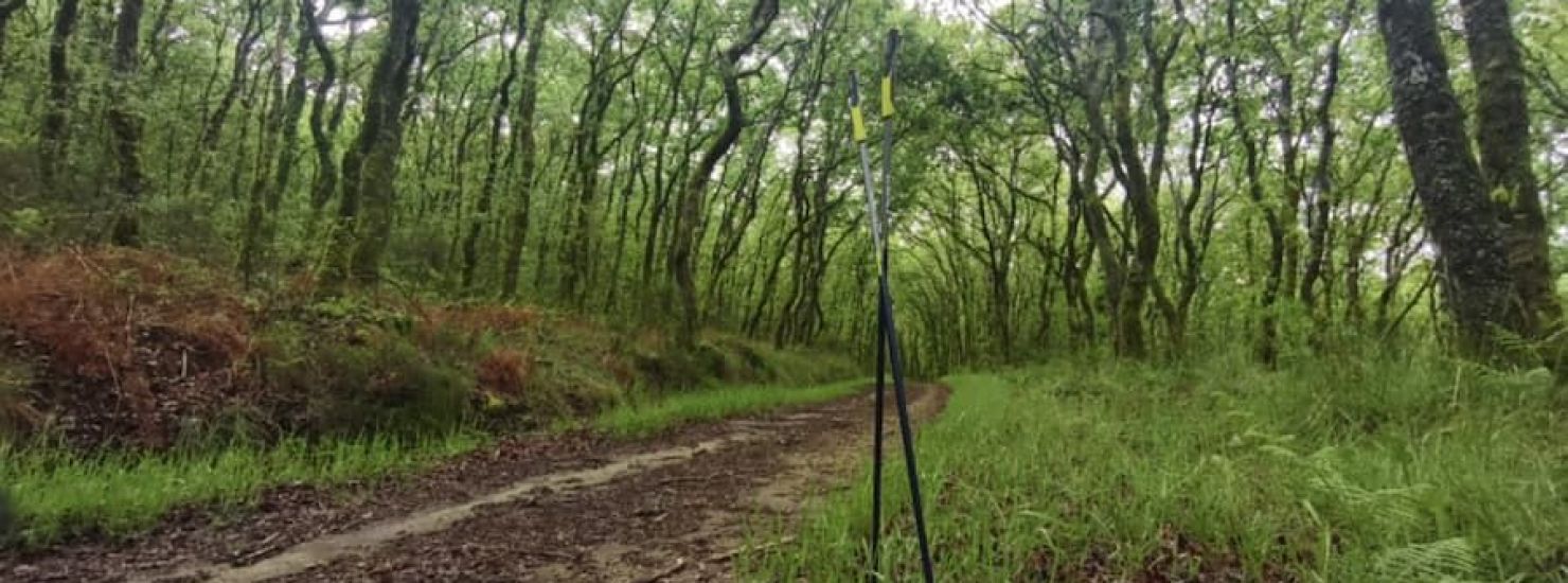 Walkear entre el despertar de la naturaleza: un placer para los sentidos Walkear entre el despertar de la naturaleza: un placer para los sentidos