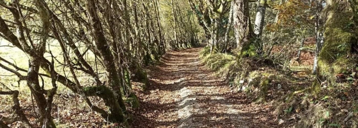 Fototropismo positivo Fototropismo positivo