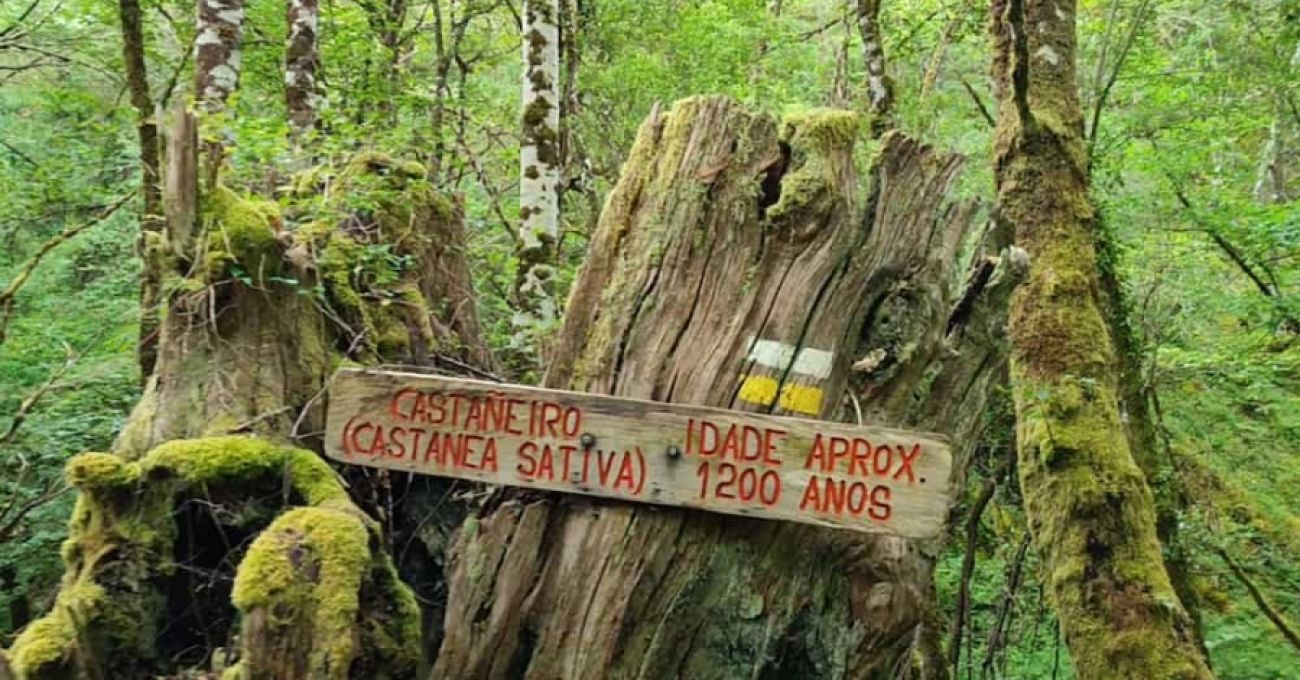 Un Camino por el Río Donsal en la Reserva de la Biosfera de Ancares Un Camino por el Río Donsal en la Reserva de la Biosfera de Ancares