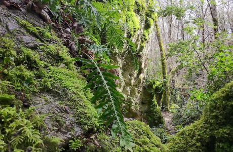 Grobos: El Karst y su Biodiversidad Grobos: El Karst y su Biodiversidad
