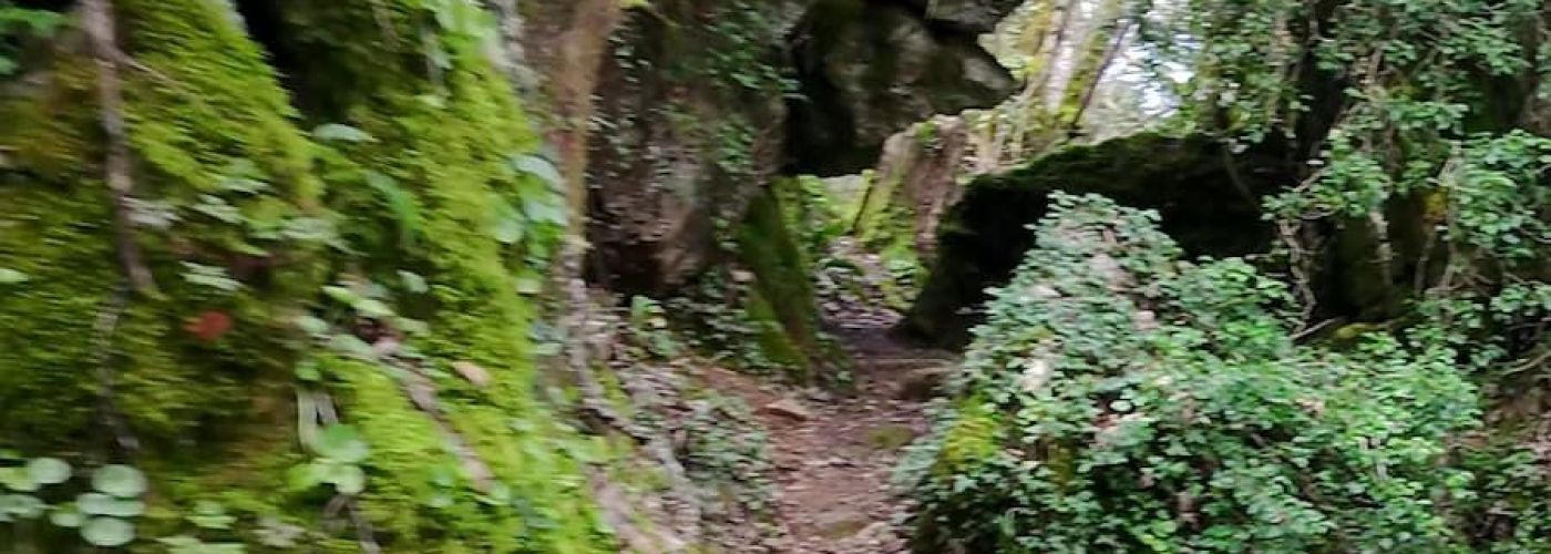 Bosque da Grueira Bosque da Grueira