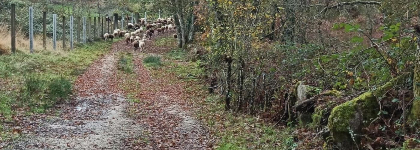 Junta seca y pilotes Junta seca y pilotes