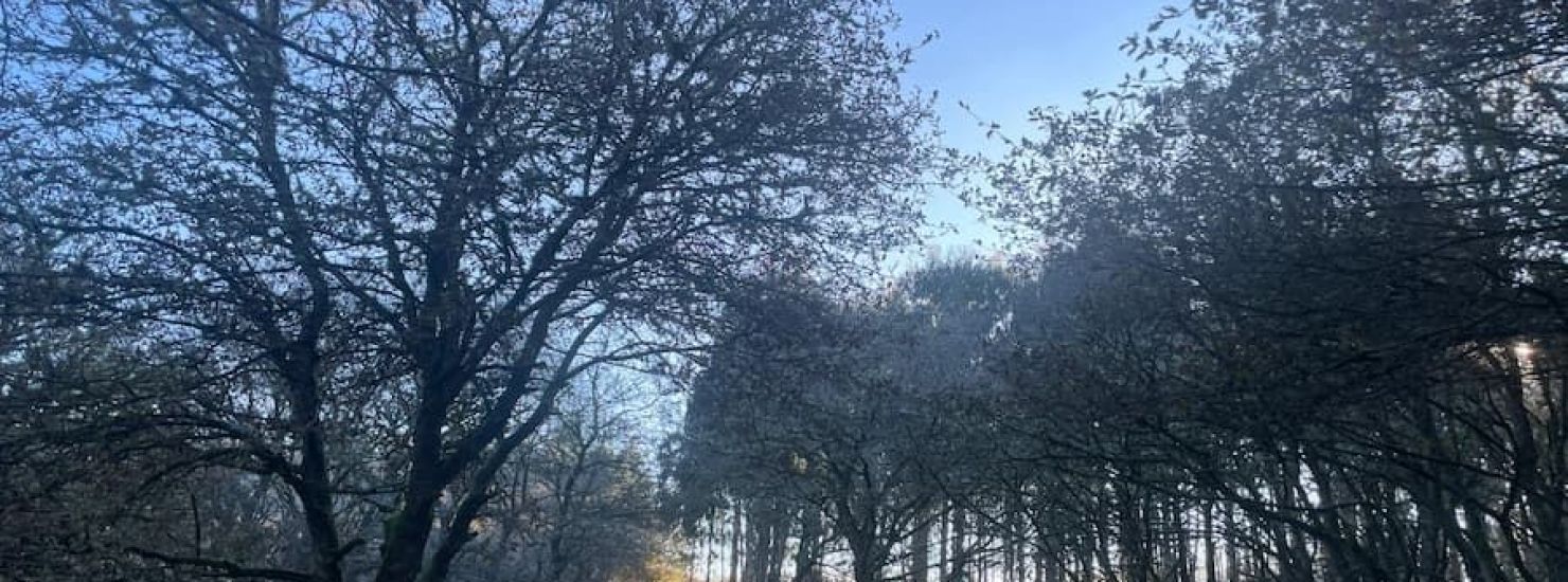 Camino Real por Friol Camino Real por Friol