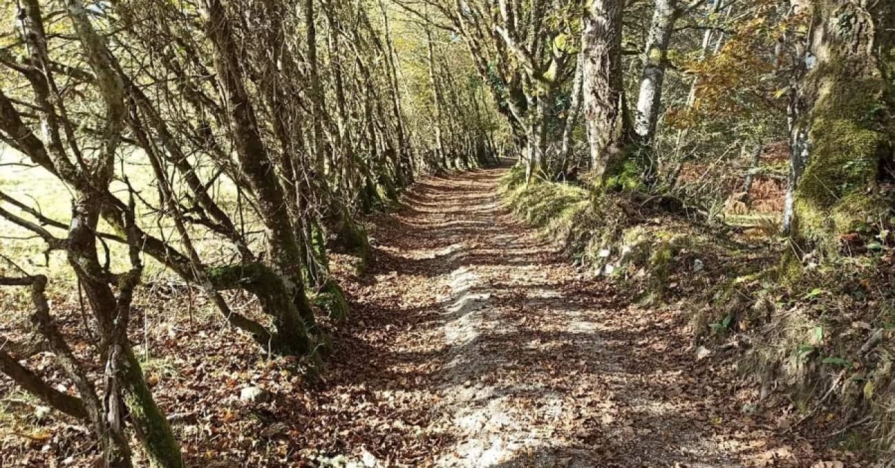 Fototropismo positivo Fototropismo positivo