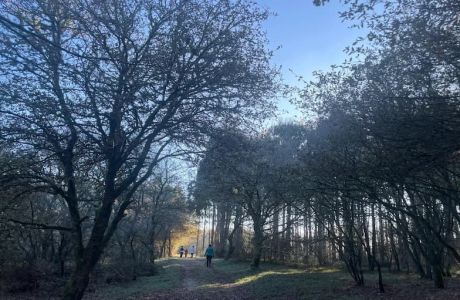 Camino Real por Friol Camino Real por Friol