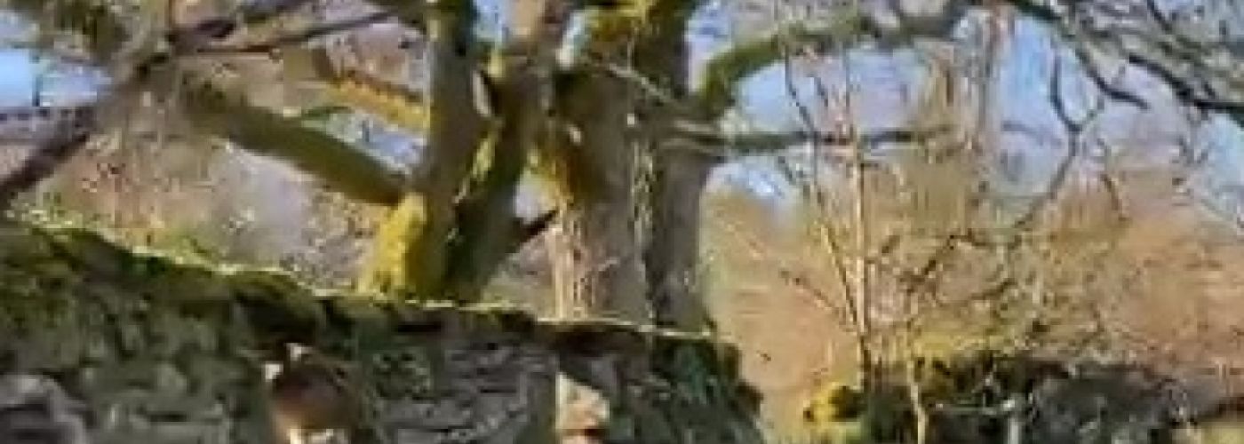 Senda de verano Senda de verano