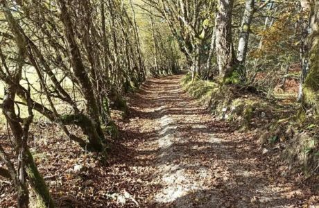 Fototropismo positivo Fototropismo positivo