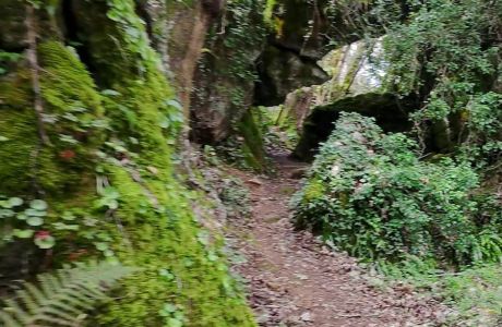 Bosque da Grueira Bosque da Grueira