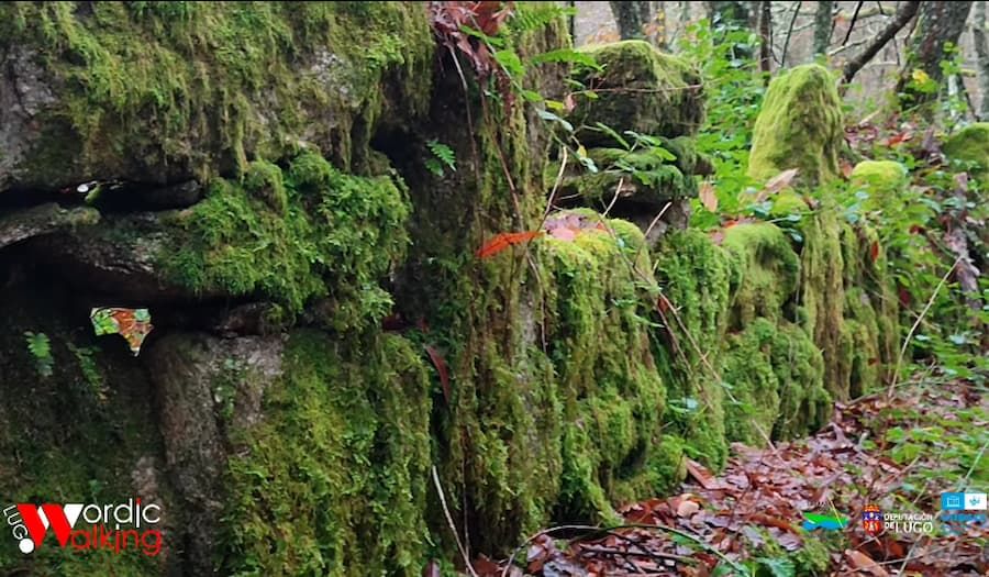 Muros xunta seca tralo musgo